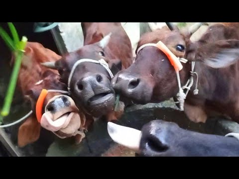 Funny cow video, cow eating grass, cow video, cow mooing, cow animals