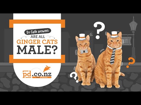 Are All Ginger Cats Male? Dr Cath Explains the Furry-Tail Truth Behind the Genetic Code