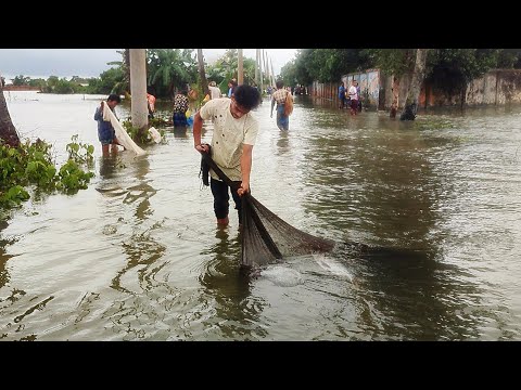 Fishing In Village Of Comilla | কুমিল্লা বন্যার পানিতে মানুষের মাছ ধরা #fish #fishing #floodfishing