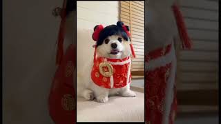 Cute dog, dog reaction dog beautiful dog Sweet dog reaction #dogViral video shorts YouTube sweet dog