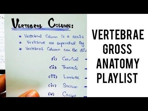 Detailed Vertebrae Anatomy Series by Dr. Deen