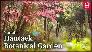 [Arirang TV] Hantaek Botanical Garden | Yongin, Gyeonggi-do Province