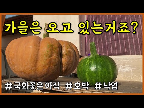 국화꽃은 언제 활짝 필 것인가? 국화꽃 / 늙은호박 / 낙엽정리 / countryside, pumpkin, fallen leaves