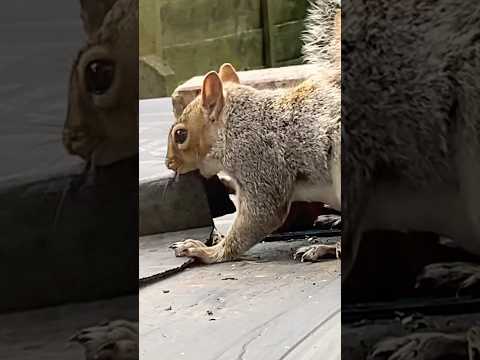 Mischievous hungry squirrel 🐿️ 🥓🫘#shortsvideo #squirrel #squirreleating #nature