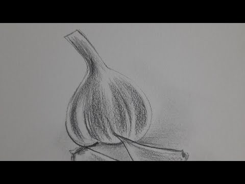 garlic | still life drawing