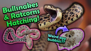 Angry Bullsnakes and Scaleless Rat Snakes Hatching!