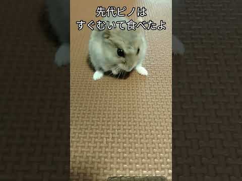 ハムスター【衝撃】過保護に育て過ぎた結果①（ピク）　#ハムスター#かわいい#癒し#おやつ#ヒマワリの種#hamsters #衝撃 #過保護