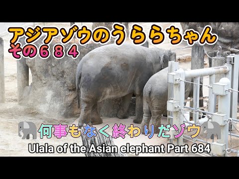 アジアゾウのうららちゃん（６８４）🐘何事もなく終わりだゾウ🐘（東山動植物園）Ulala of the Asian elephant Part 684