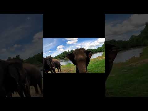 Face to Face with Majestic Elephants! #ElephantsWorld