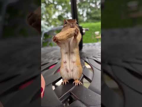 chipmunk .... #animals #squirrel #nature