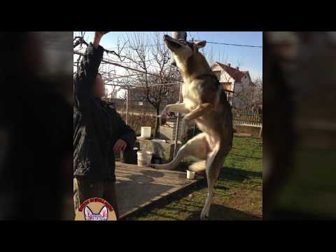 Czechoslovakian Wolfdog "Vanya Lupi del Montale" Olympic High Jumper