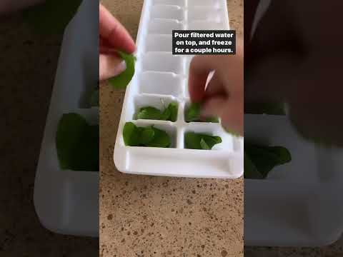 How to Freeze Mint #ibs #mealprep #growyourownfood #peppermint #mojito #growingherbs