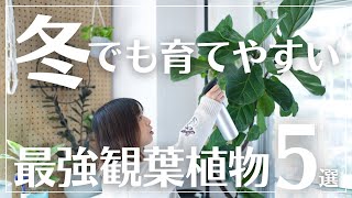 【初心者におすすめ】寒さ乾燥光不足に強く冬でも育てやすい観葉植物5選