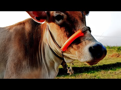 cute funny animals | cow animals eating leaf | cow funny cow | cow video | kids video