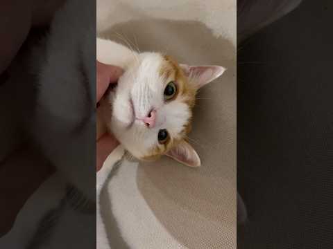 猫を2匹飼っている人が気をつけないといけない事 #猫2匹 #猫動画 #嫉妬