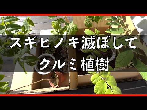 山開拓2年で花粉症になったのでスギヒノキを絶滅させたい【山開拓】#49