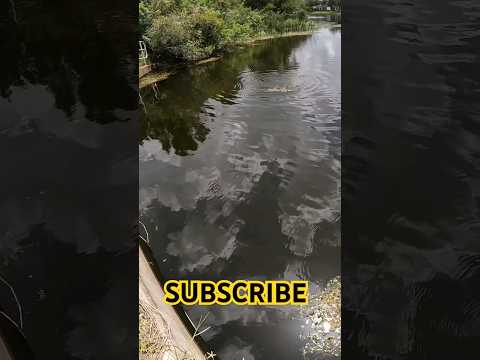 SUBSCRIBE if you love gators!! #alligator #fishing #outdoors #florida #fyp #viral