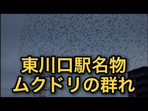 【生き物の絶景】東川口駅周辺のムクドリの群れ（埼玉県）「蓮コラ的な寒気を感じる」