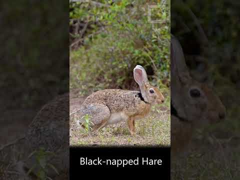 Black-naped Hare from Wilpattu, Sri Lanka