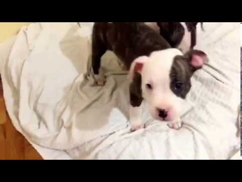 Pitbull Dogs and Puppies - Funny Dog Videos