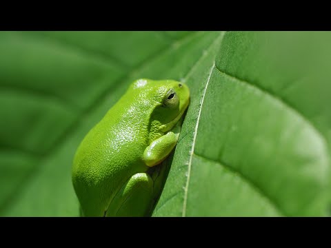 【里山のいきもの】シュレーゲルアオガエル/Zhangixalus schlegelii