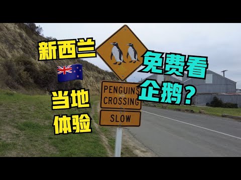 自驾🇳🇿新西兰#13:可以偶遇企鹅的可爱小镇