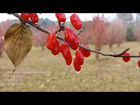 산수유