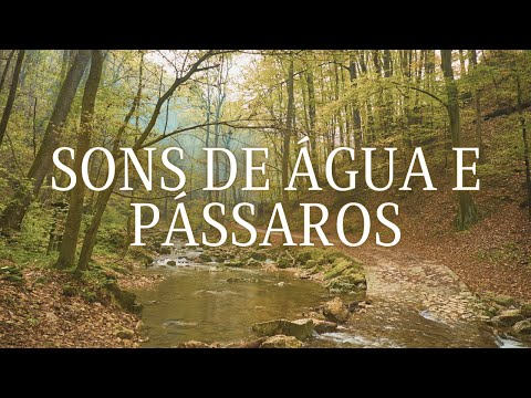 Sons de Água e Pássaros na Floresta | 1 hora