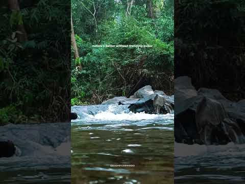 The sound of nature 🍃 #naturesounds #forest #river #purenature #forestlovers #explorenature #travel