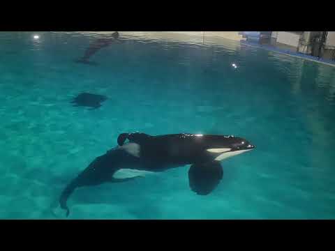 Ulises & Makani - Orca East Skywalks at SeaWorld San Diego - January 2, 2024