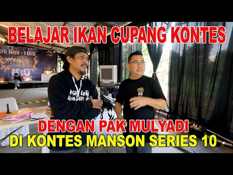 KONTES CUPANG MANSON SERIES 10