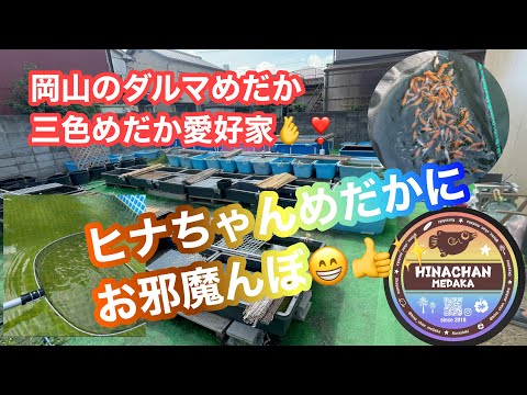 (メダカ)久しぶりに愛好家さん宅訪問🤩ダルマに魅了された❣️やっぱり好きなメダカを累代するべし。イベント告知付き。笑