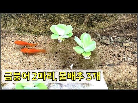 작은 연못 정리 / 금붕어 2마리, 물배추 3개 / countryside, a small pond