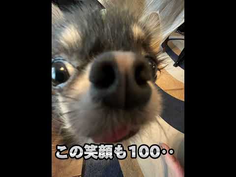 この笑顔100円！ #チワワ#chihuahua  #犬 #dog#shorts