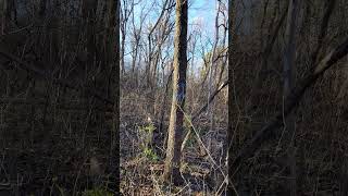 pretty common transformer tree #outdoors #nature #expert #treeman #tree #transformer