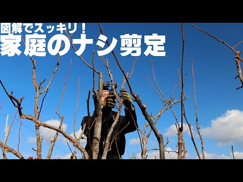 【図解】立木の家庭ナシのスッキリ剪定（ナシ・カリン他）