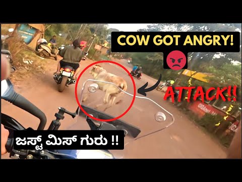 COW Attacks on my INTERCEPTOR 650 Due to EXHAUST SOUND💥See what happens next😤: ದೊಡ್ಡ ಅಪಾಯದಿಂದ ಪಾರು !