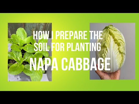 How I prepare the soil for planting Napa Cabbage