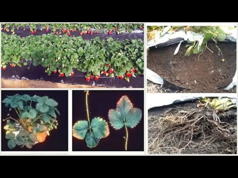 Nutritional Management of the strawberry crop, Nutritional deficiencies, Increase my Yield.