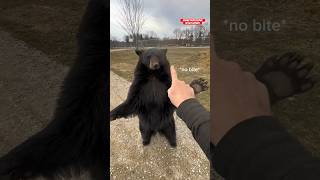 Bear Zoomies! #animals #animalsofyoutube #funnyanimals