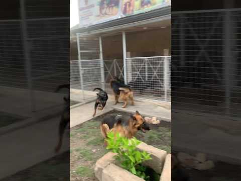 Rottweilers and German shepherds run freely in kennel #rottweiler #germanshepherd #shorts #dog