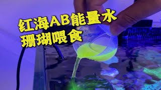 红海AB能量水喂食珊瑚缸