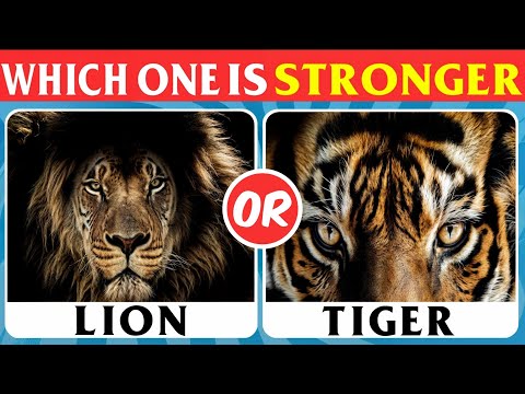 Which One is stronger...?💪🏻🐯🦁