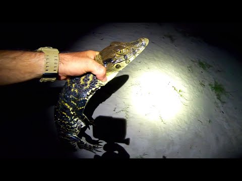 Pescando muchas especies en el AMAZONAS, yakare y pirañas. PESCA Y COCINA pesca urbana