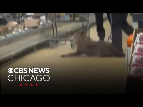 Video shows coyote being pulled from in Chicago Aldi store refrigerator shelf