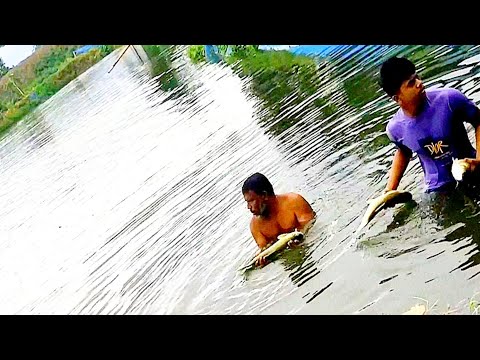 amazing Catching Fishing Video | Fish Video Of Ponds