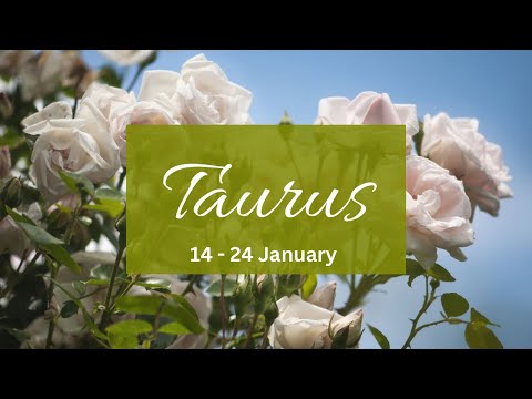 Taurus❤️This isn’t over & their feelings for u r genuine but can u forgive their lies??