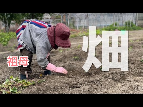 【畑の日】みんなで夏野菜を植えたよ〜〜！🍆🫑🍅🍠