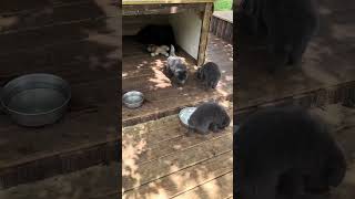 American Blue Bay Puppies Eating