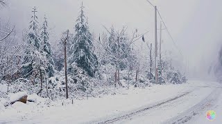 ✅Winter forest, light wind accompanied by white snow, natural healing, snow ASMR